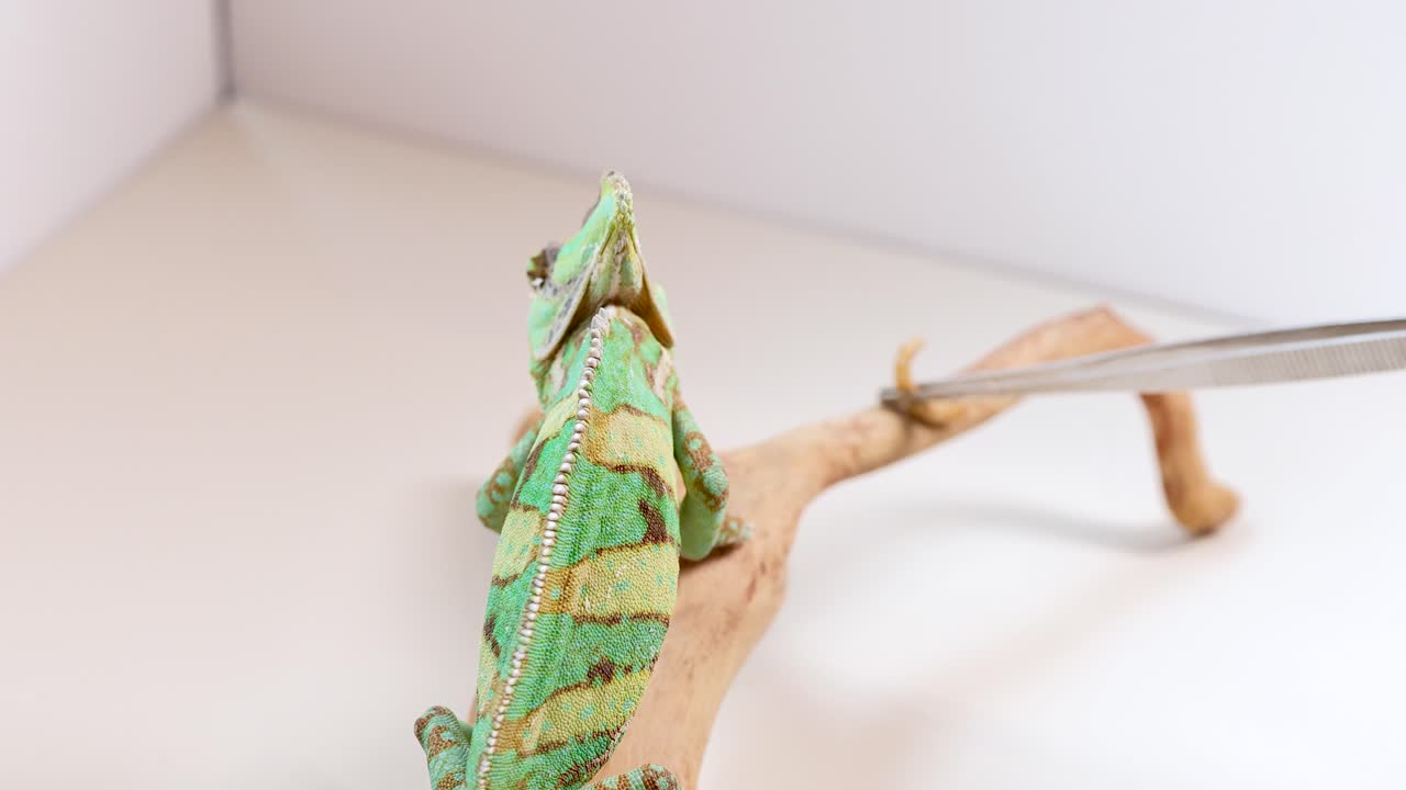 A veiled chameleon is fed using tweezers in a well-lit, controlled setting