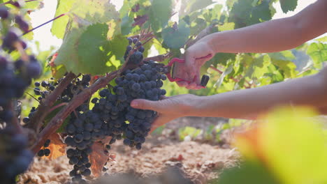 Farmer-hands-cutting-bunch-of-grapes-from-vineyard,-Close-Up-Dolly-In