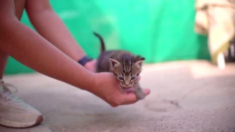 cute small baby cats litter at basket learning to walk outdoors