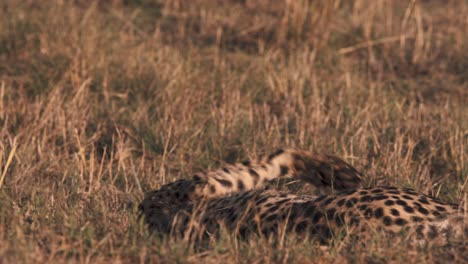 guepardo tirado en la hierba de la sabana africana, rodando y jadeando