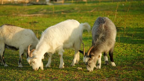 goats grazing in a meadow