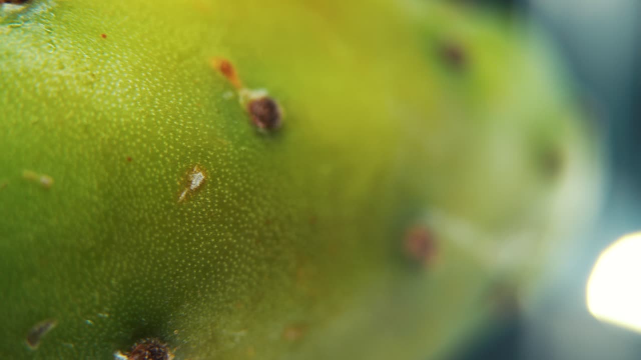 video macro detallado de un cactus sabra, fruta tropical verde, con pequeños picos y gotas de agua, en un soporte giratorio de 360, llamarada de iluminación de estudio, video 4k suave