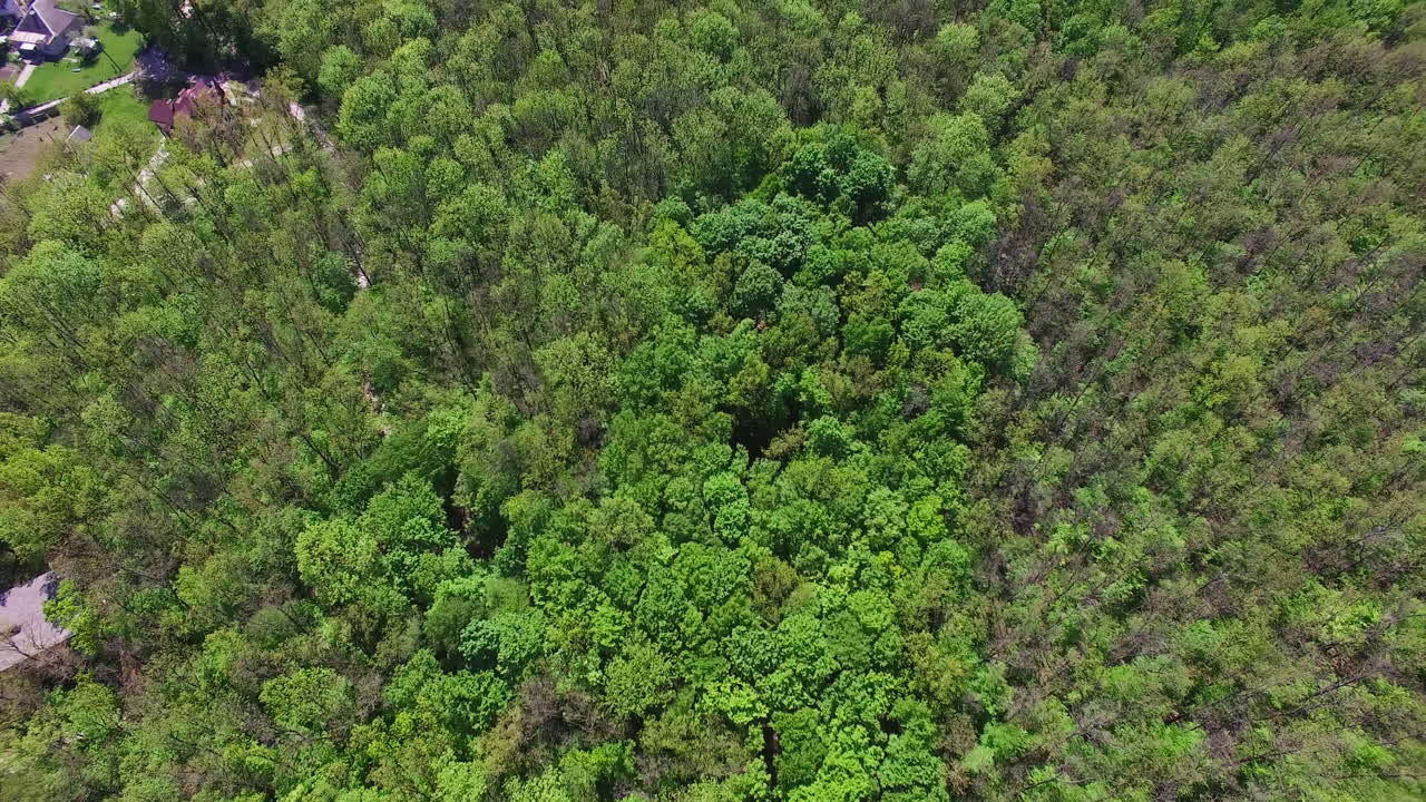 Green trees of the big forest nearby rural area. Drone footage over the natural landscape on beautiful sunny daytime.