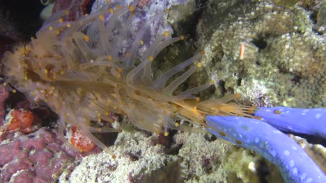 Blue-Sea-Star-tag-of-war-with-sea-anemone-at-night