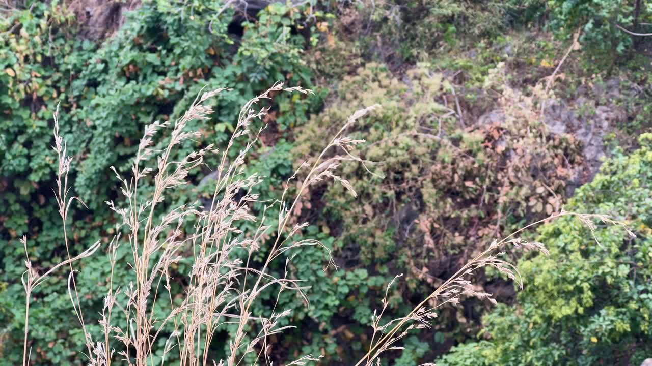 A grass or weed in the mountain