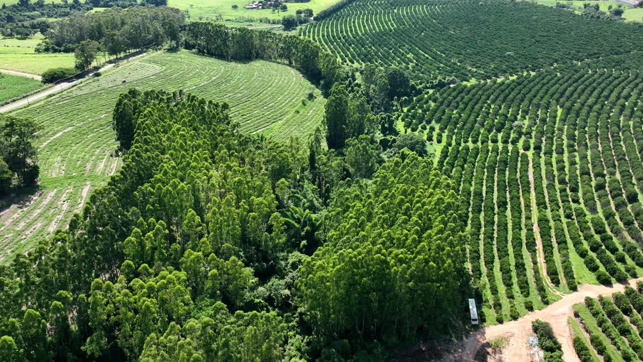 歐卡利普特樹林 鄉村風景