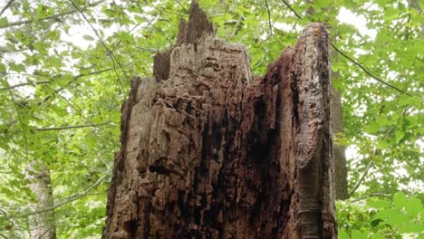 tronco de árbol podrido cerca de wissahickon creek