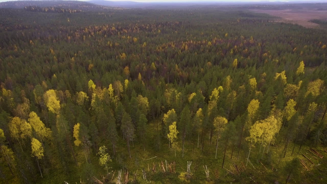 산호 가 숲 에서 일 하고 있다