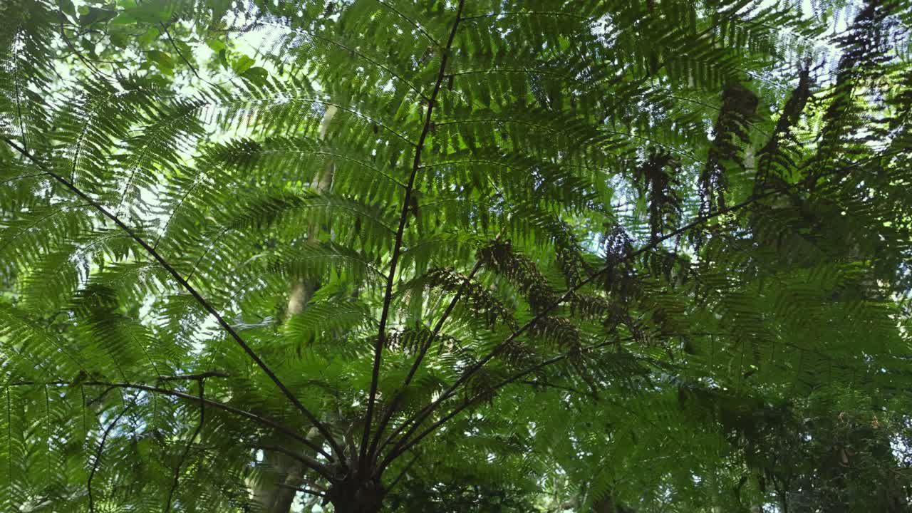 Lush rainforest with tree ferns and dense foliage