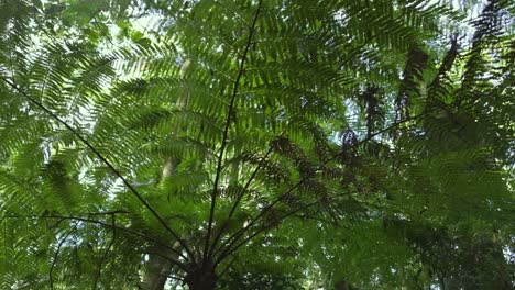 lush rainforest with tree ferns and dense foliage