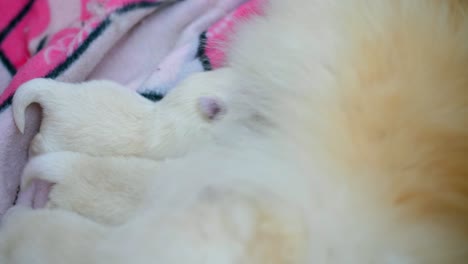 close up shot of group of cute newborn pomeranian puppy sucking milk from mother dog