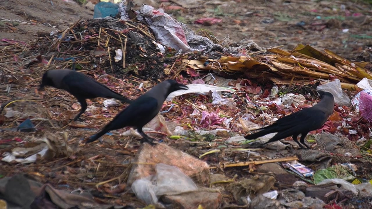 Un gruppo di corvi neri rovista in un'enorme discarica di rifiuti di plastica e detriti organici. Scena autentica che evidenzia i problemi di sostenibilità ambientale e l'inquinamento urbano