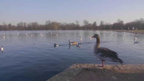 observación de aves sobre un pequeño lago en un parque en un soleado día de invierno