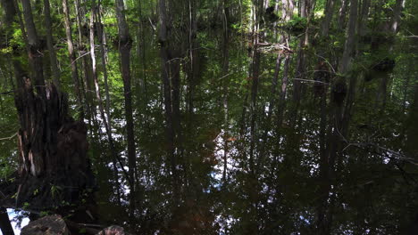 wide shot of summer wetlands mirrored in still water