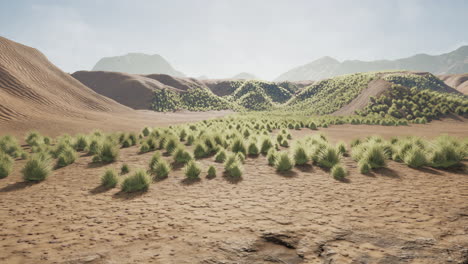 desert area near oasis with shrub vegetation