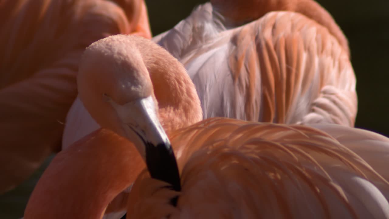 불타는 그의 목을 고 가까이 가서 느린 동작