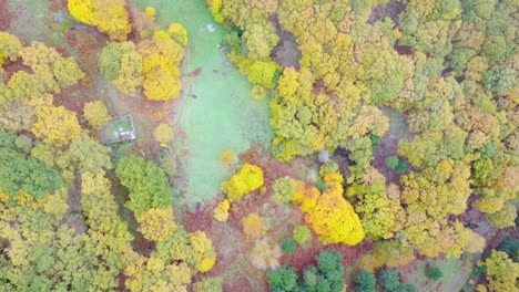bosque de otoño en el campo