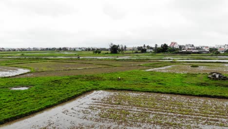 Campos-De-Arroz-Agrícolas-Verdes-Con-Cultivos-De-Arroz-Que-Crecen-En-Hoi-An,-Vietnam