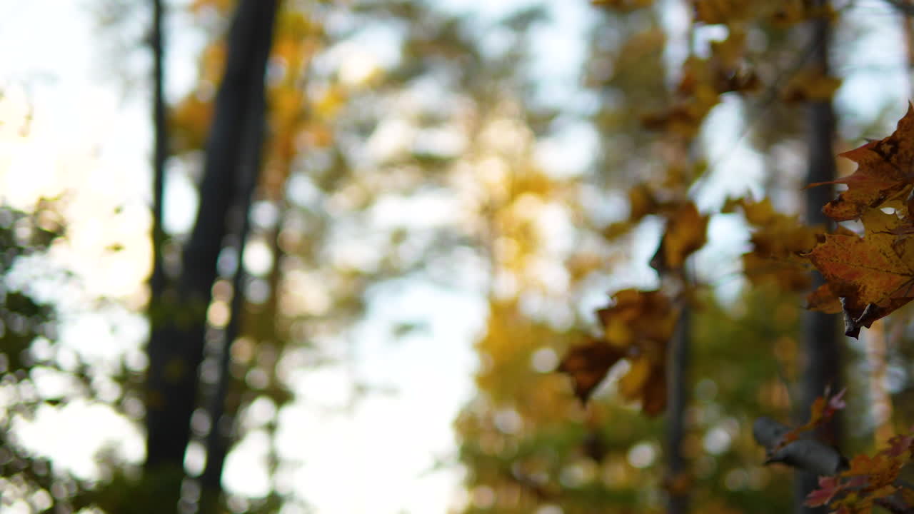 enfoque suave, otoño, panorámica desde detrás de las hojas moribundas