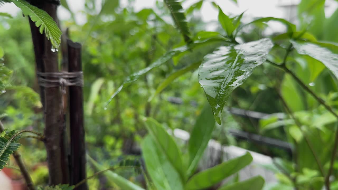 Fresh green foliage in the garden, rainwater trickling gently from a pointed leaf