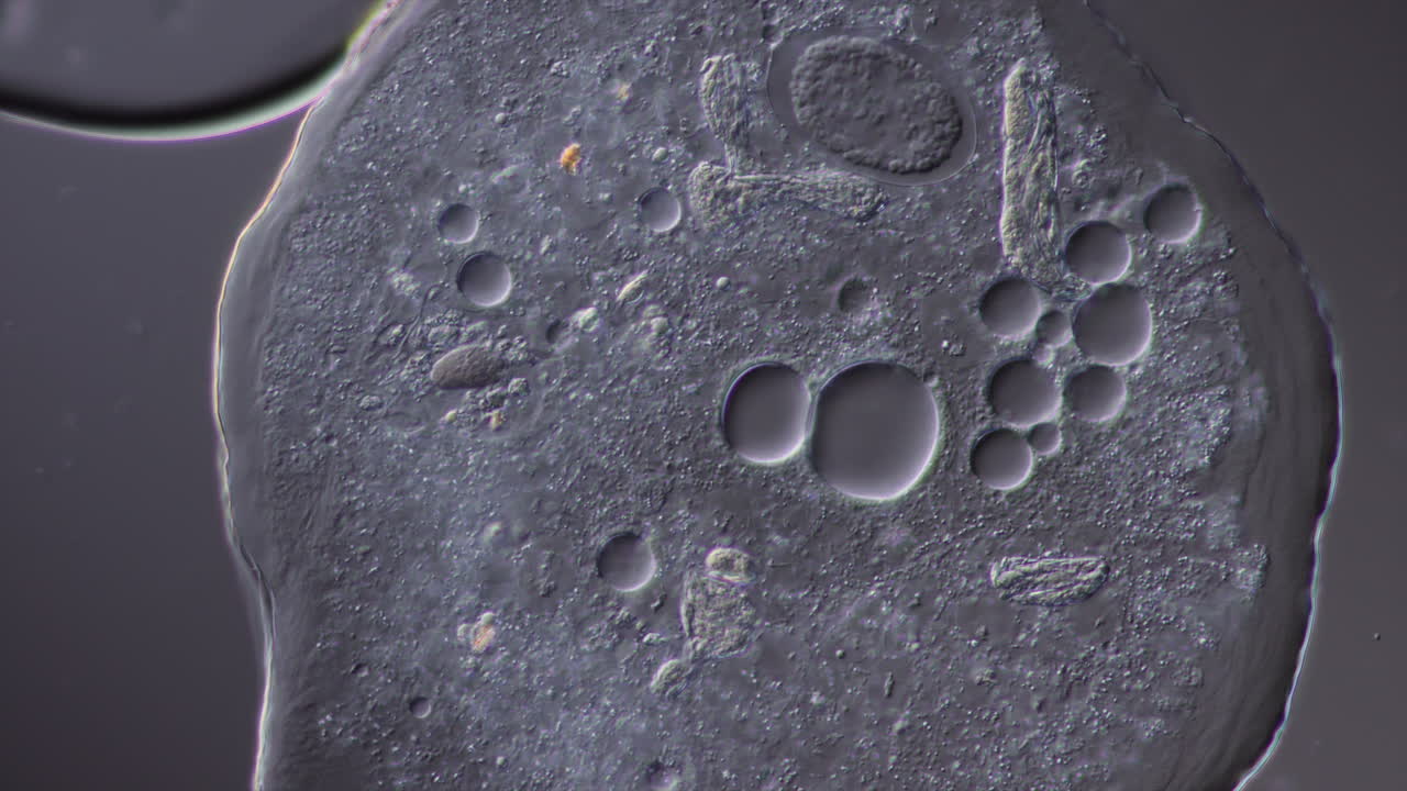 Microscopic View of a Single-Celled Organism