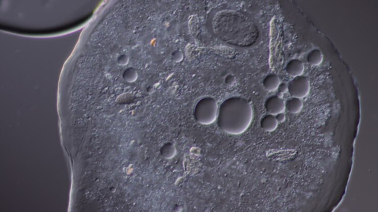 Microscopic View of a Single-Celled Organism