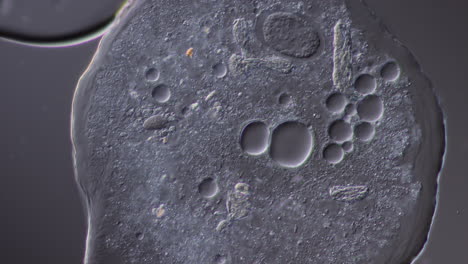 microscopic view of a single-celled organism