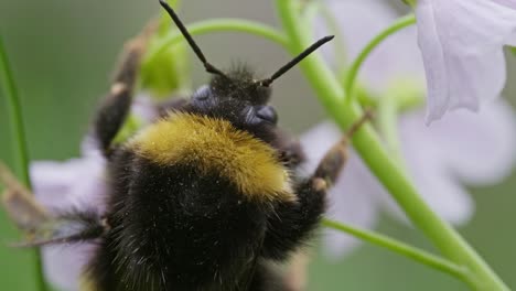 top down macro clip of bumblebee with full pollen sacs crawling up flower stem