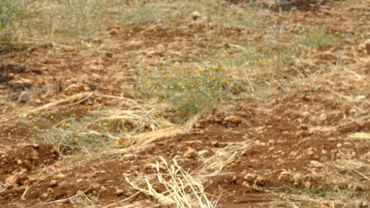 tubería de goteo para agricultores