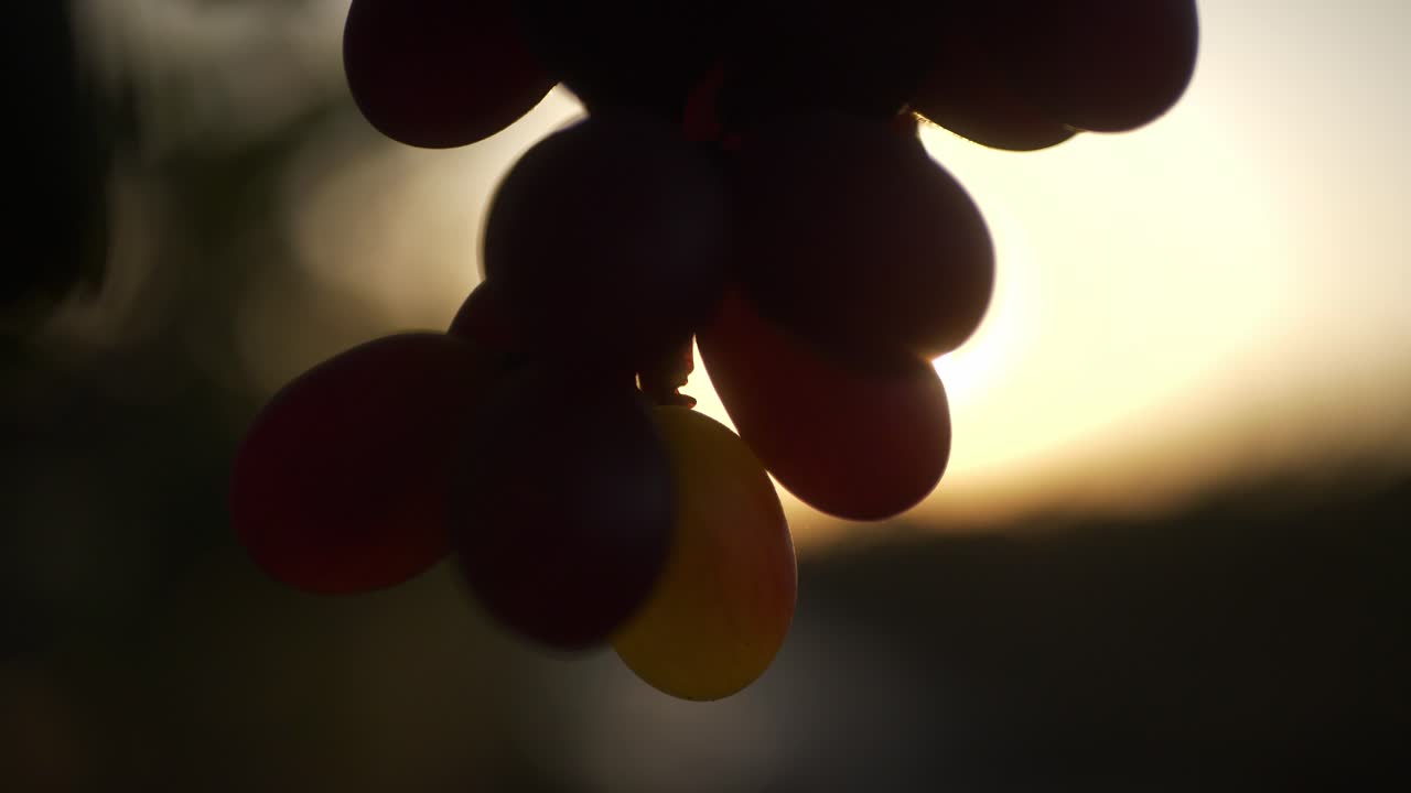 Closeup of red grapes at vineyard against sunrise sky, golden hour sunlight