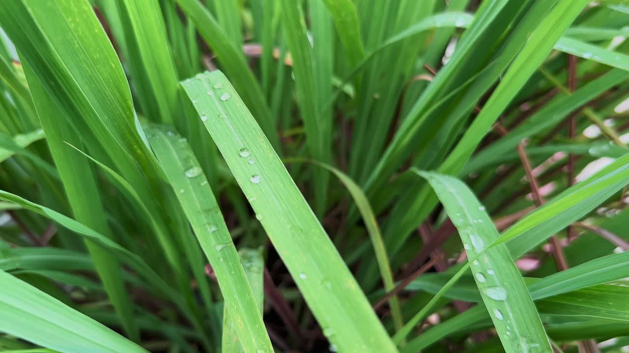Closeup of water droplets on the leaves of lemon grass plant
