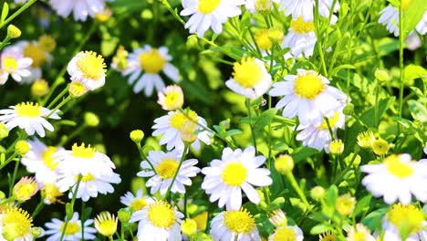 field of white daisies