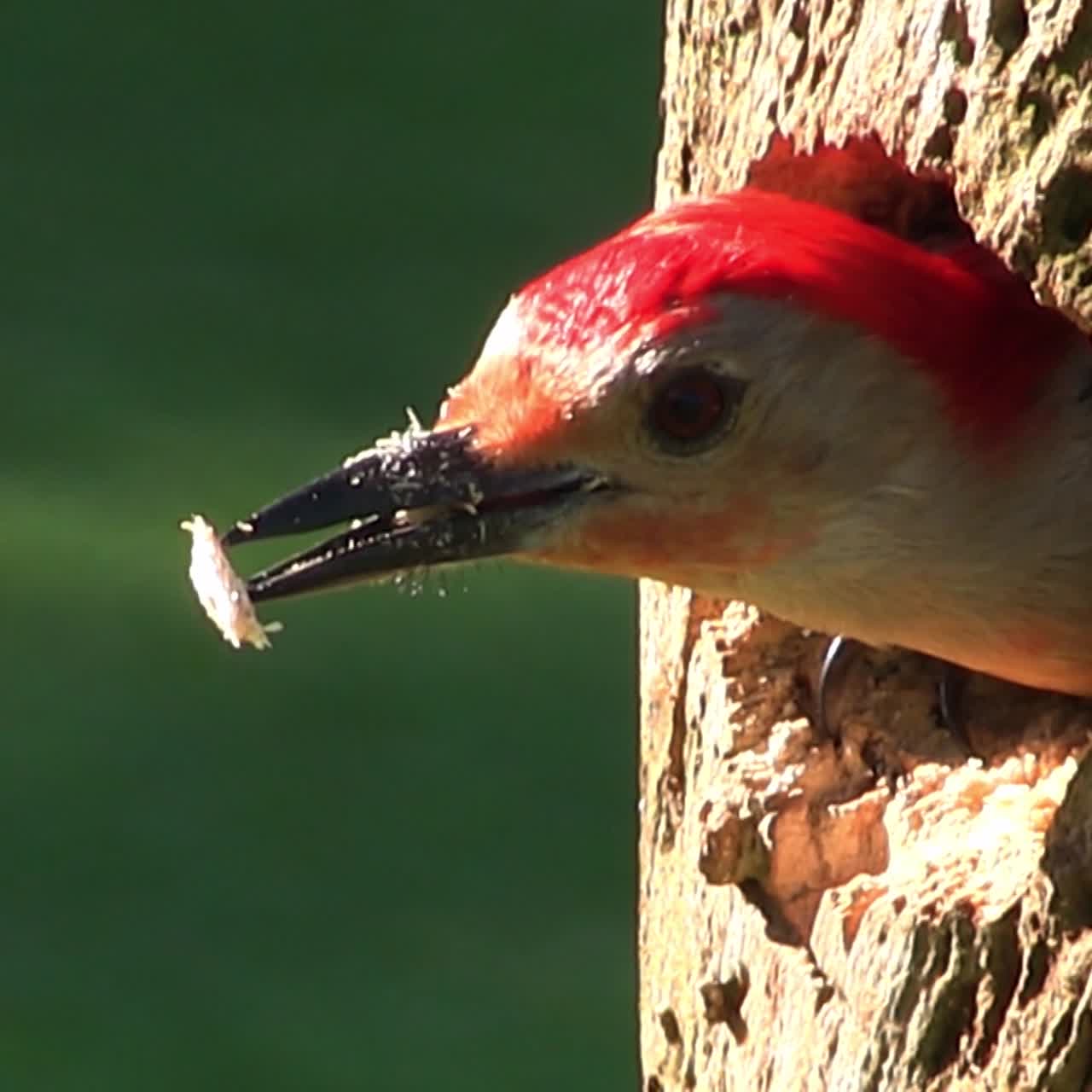 hermosa toma de un pájaro carpintero de vientre rojo que llega a su nido en un árbol y alimenta a sus crías 1
