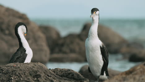 Pájaros-De-Cormorán-De-Varios-Colores-En-La-Roca-Cerca-Del-Océano---De-Cerca