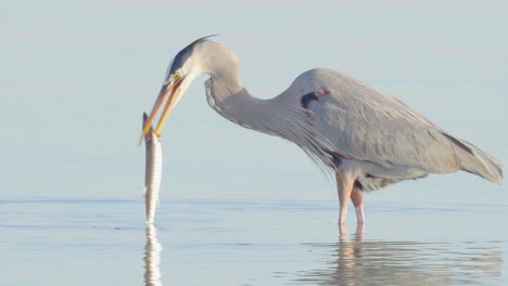 Großer-Blaureiher-Jagt-Und-Fängt-Einen-Barrakuda-An-Der-Strandküste-Von-Südflorida