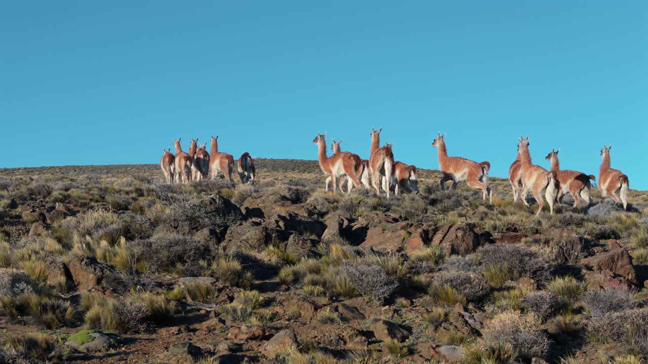 Herd of guanacos walking uphill in Patagonia, Argentina, under a clear blue sky, showcasing the unique wildlife and landscape of this South American region, drone close up follow shot