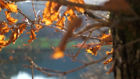 sun shines through a forest and reflects on brown, golden oak leaves