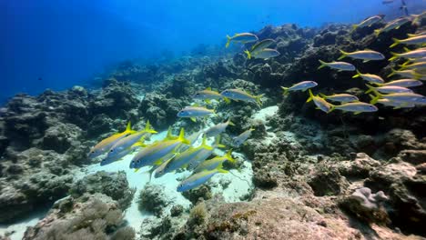 school of bluestripe snappers near mnemba island. zanzibar, tanzania.