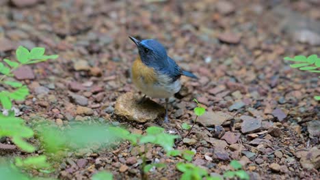 Visto-En-El-Suelo-Mirando-Hacia-Arriba-Y-Luego-Se-Aleja-Hacia-Atrás,-Papamoscas-Azul-Indochino-Cyornis-Sumatrensis,-Tailandia