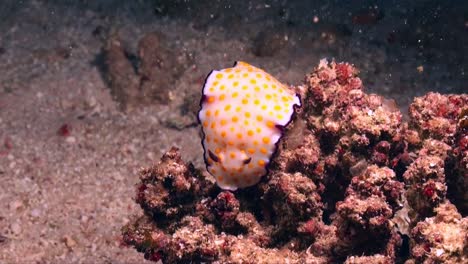 Nudibranquio-Chromodoris-Manchado-En-Vista-Gran-Angular-De-Bloque-De-Coral