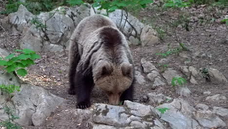 european brown bear standing between rocks while eating and looking around