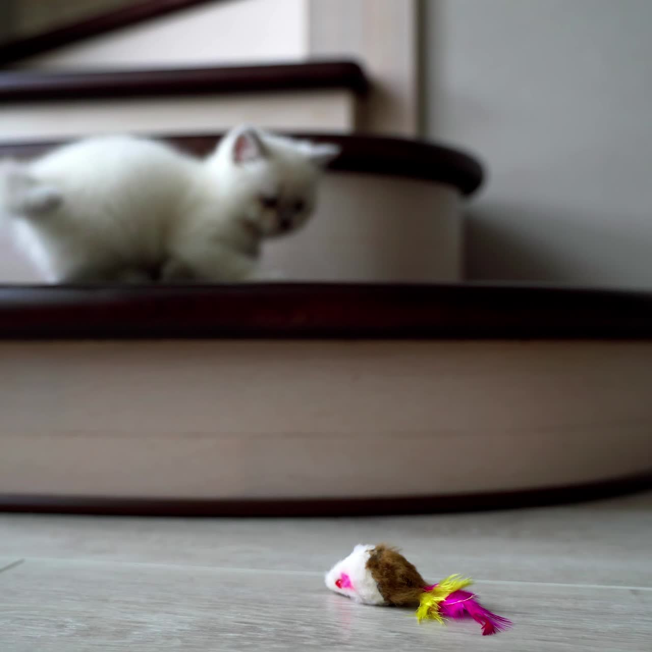 Gatto giocoso a casa