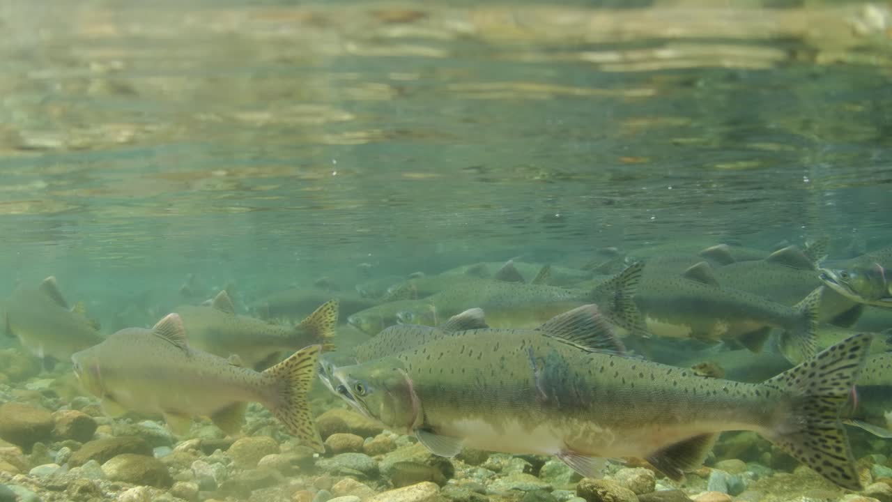 School of adult Pink salmon in a shallow stream in British Columbia, Canada