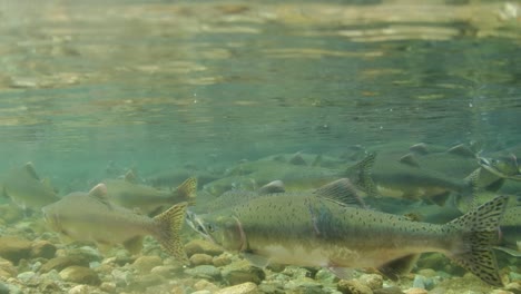 escuela de salmones rosados adultos en un arroyo poco profundo en columbia británica, canadá