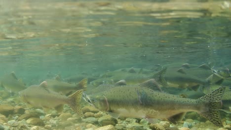 school of adult pink salmon in a shallow stream in british columbia, canada