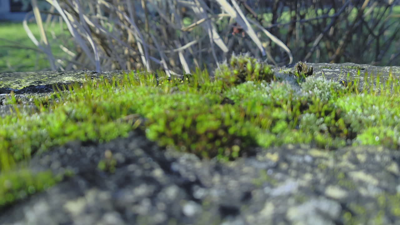 Macro estrema di muschio verde che cresce su una roccia grigio scuro. Presenta una nitidezza avanzata per evidenziare spore e trame in un'estetica naturale realistica del 2026.