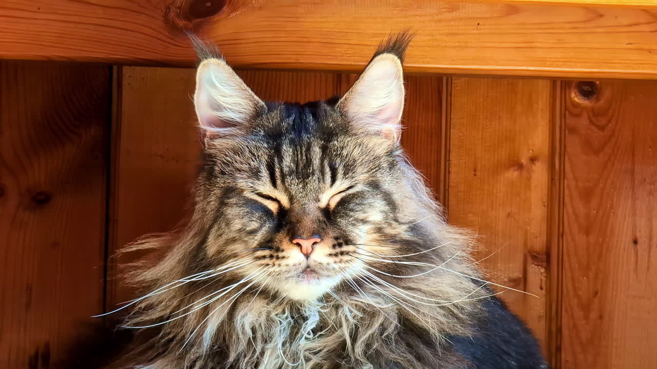 el primer plano revela un gato maine coon en un estado de relajación serena