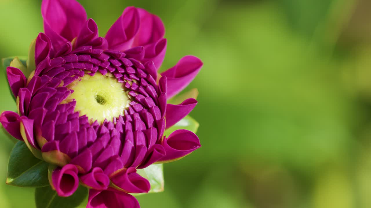 Macro time-lapse of pink dahlia flower opening, vibrant petals, natural daylight, soft green background