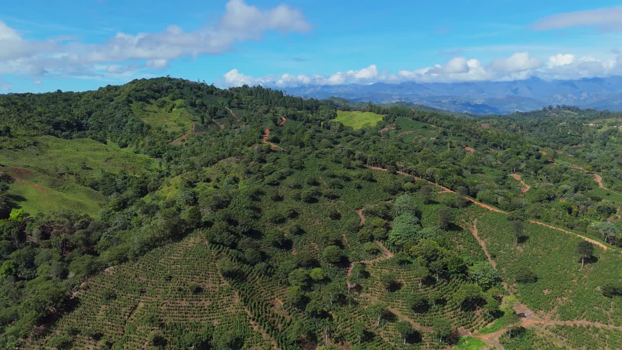 Vista aérea de exuberante plantación de café en las montañas