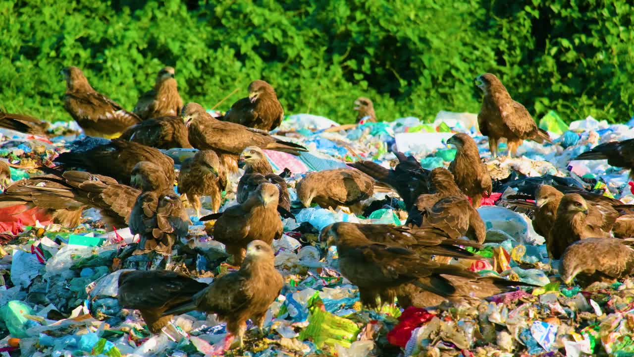 una bandada de halcones buscando entre la basura de los vertederos en un sitio de eliminación sucio